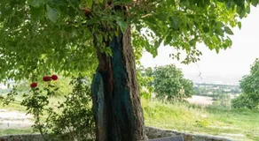 Tenuta I Gelsi - Image 5