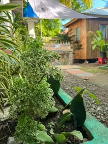 Garden Cabana - Image 5