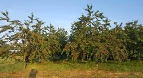 Ferme fruitière zéro traitement - Image 5
