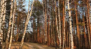 Bungalov Zahej Divčibare - Image 5