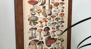 The Mush-Room - Image 5