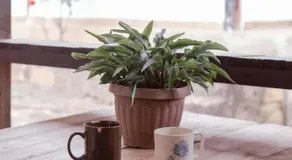 Casa Favorita - Image 4