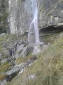 Paradise Evergreen - Image 1