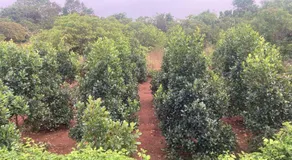 MO’s Agro - Image 5