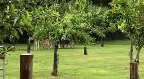 Goodwin Farm - Image 5