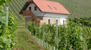 Weingut Taggenbrunn - Image 5