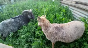 Willowbank farm rare breeds rescue - Image 4