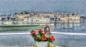 The Pichola by Travelista - Image 2