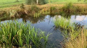 Meadow Farm - Image 5