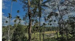 4 Bedroom Jungle Villa - Image 5