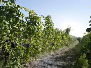 La Trigola - Image 5