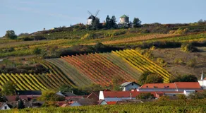 U Mišpule - Image 4