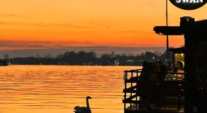 Swan - Image 5