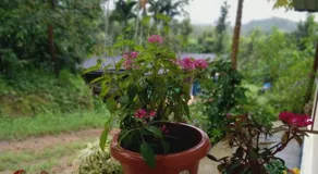 Dreamwood FarmStay - Image 3
