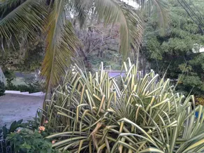 Rio Vista Resort - Image 3
