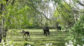 De Fryske Wyn - Image 4