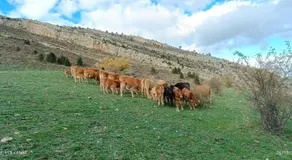 Apartamentos de Turismo Rural La Rocha - Image 5