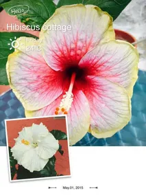Hibiscus Cottage KT 墾丁的大紅花 - Image 5