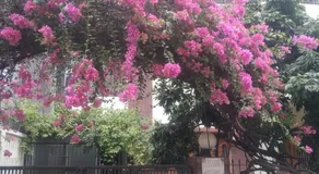 Taz Garden House - Image 5
