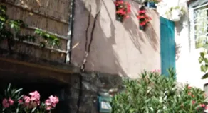 Les Hibiscus - Image 4
