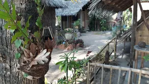 Bunga Jabe - Image 5