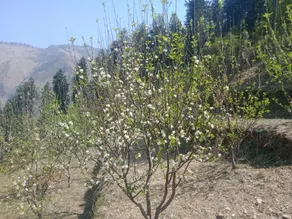 Chakund Homestay - Image 2