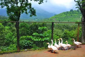 Planet Green Plantation Resorts, Wayanad, Kerala - Image 5