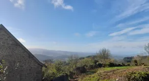 Cedre bleu - Image 3