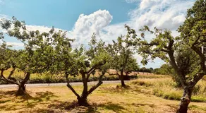 Apple Orchard Shepherd Huts - Image 4