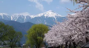 ANFT-shiro - Image 5