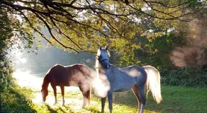 Sunshine Westernranch - Image 5