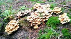 Bed En - of zonder - Breakfast Putten - Image 5