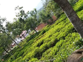Joni farm house in Ooty - Image 4