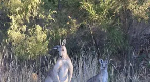 Lilydale Lodge - Shared - Image 5