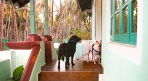 The Bungalow Bogmalo An 1880 Indo Portuguese Heritage Beach Villa South Goa - Image 5