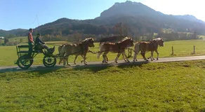 Sonnenkaiser - Image 5