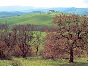 Tenuta di Caiolo - Image 4