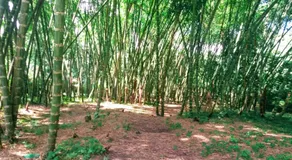 Finca la Playita Villeta - Image 5