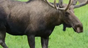 Stuga utanför Fjällbacka - Image 5