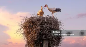 GRANDE CHAMBRE dans charmante maison alsacienne - Image 5