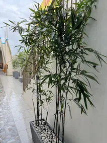 The Residence @ Aplaya - Image 4
