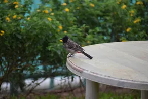 Gurusparsh Resort - Image 4