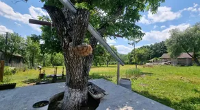 Casa primitoare in inima naturii si padurii - Image 3
