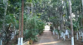 Arecapalm, Murud - Image 3