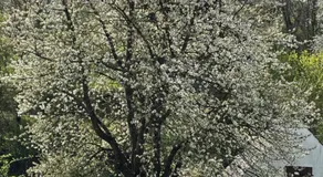 Am Kesperbaum - Image 2