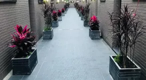 檸檬樹 - Image 3