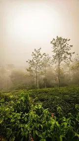 Vidyas Retreat's Rustic Roots- Farm Staycation - Image 5