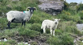 Luí na Gréine - Image 4