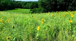 Moderne Wohnung im Herzen der Natur - Ingo's Dream - Image 5