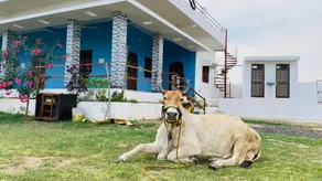 Jera Farmhouse & Lakeside stay - Image 3